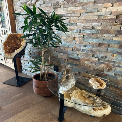 pieces on glass table with plant